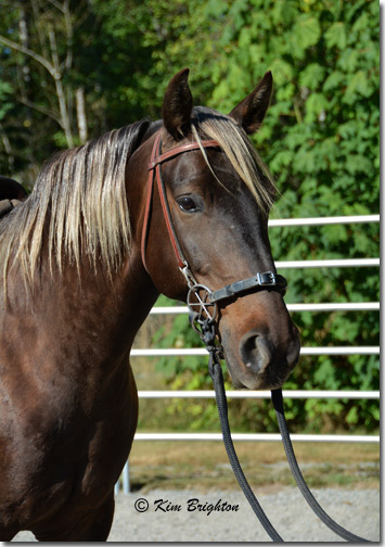 Gaited horse for sale